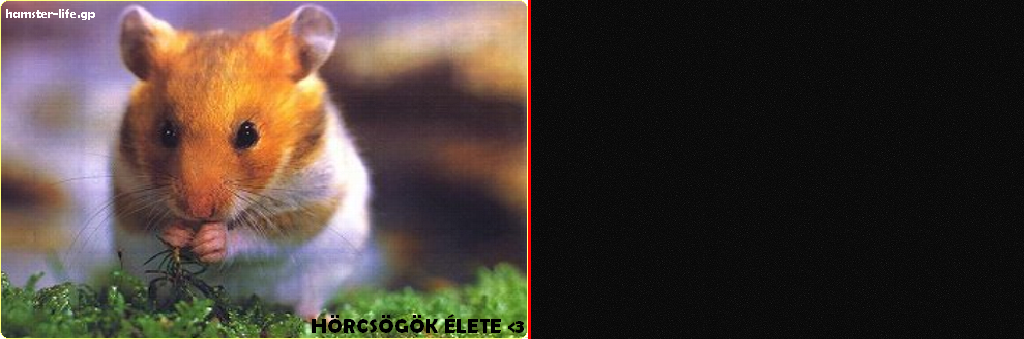 + нαмѕтεrℓιfε